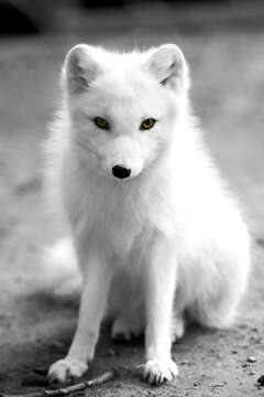 Image of Arctic Fox