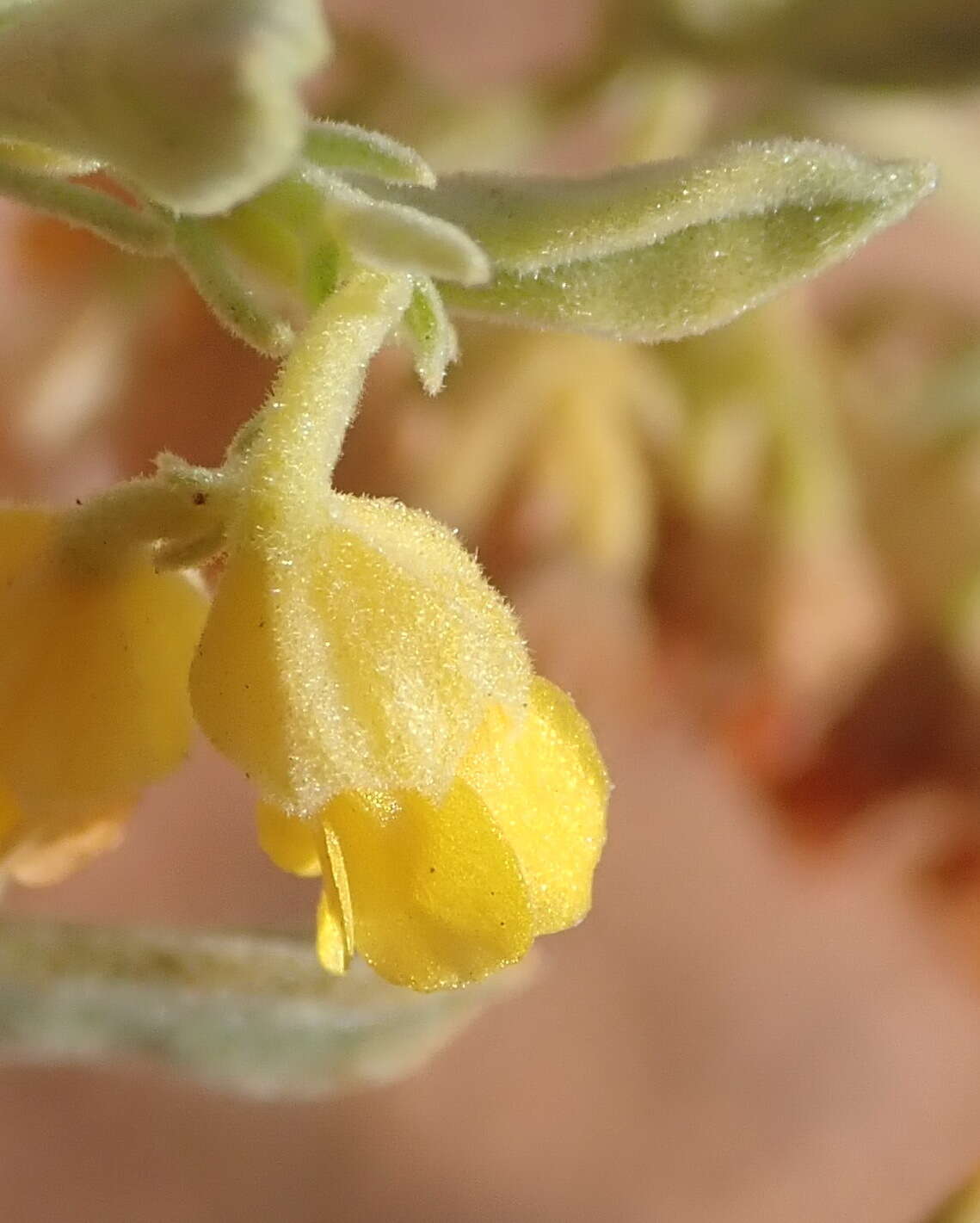 Image of Hermannia holosericea Jacq.