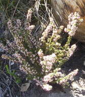 Image of Erica cordata var. cordata