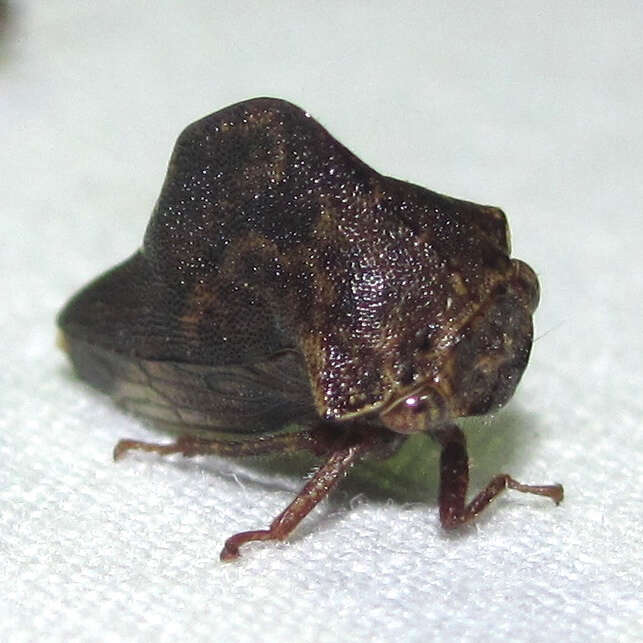 Image of Telamona ampelopsidis Harris