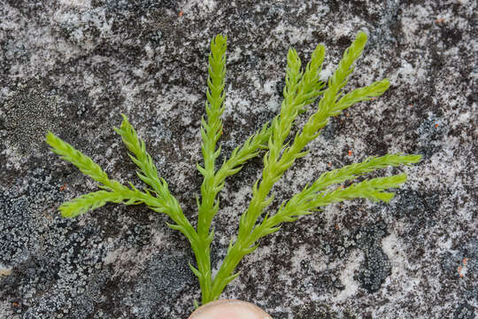 Imagem de Diphasiastrum zanclophyllum (J. H. Wilce) Holub