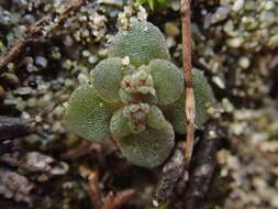 Crassula umbellata Thunb. resmi