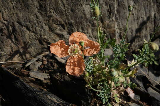 Image of Papaver fugax Poir.