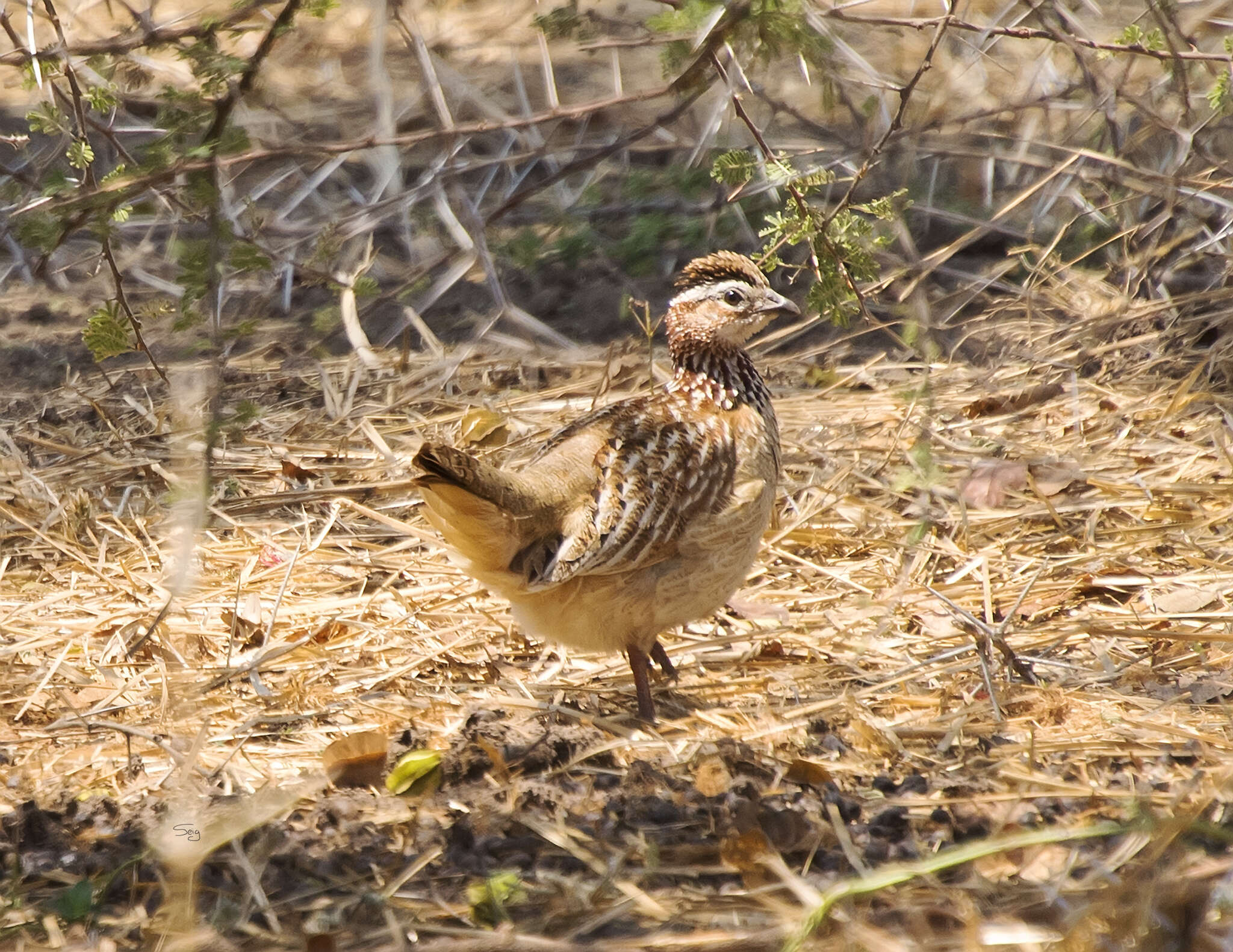 Image of Crested Francolin