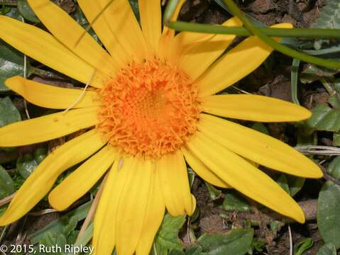 Image of Senecio condimentarius Cabrera