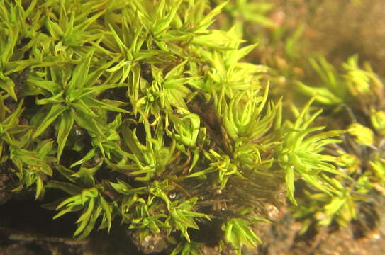 Image of trichostomum moss