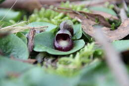 Image of Slaty helmet orchid