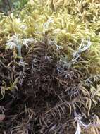 Image of big red stem moss