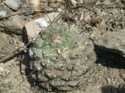 Image of Strombocactus disciformis subsp. disciformis