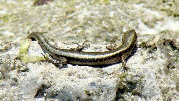 Image of East-African Snake-eyed Skink