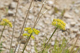 Image of rough desertparsley