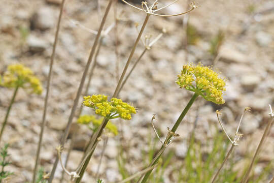 Image of rough desertparsley