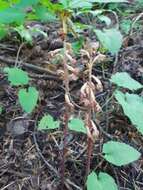 Image of Vreeland's coralroot