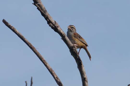 Image of Cinnamon-tailed Sparrow