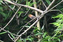 Image of Short-tailed Parrotbill