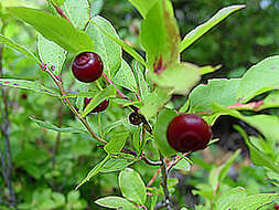 صورة Vaccinium parvifolium Sm.