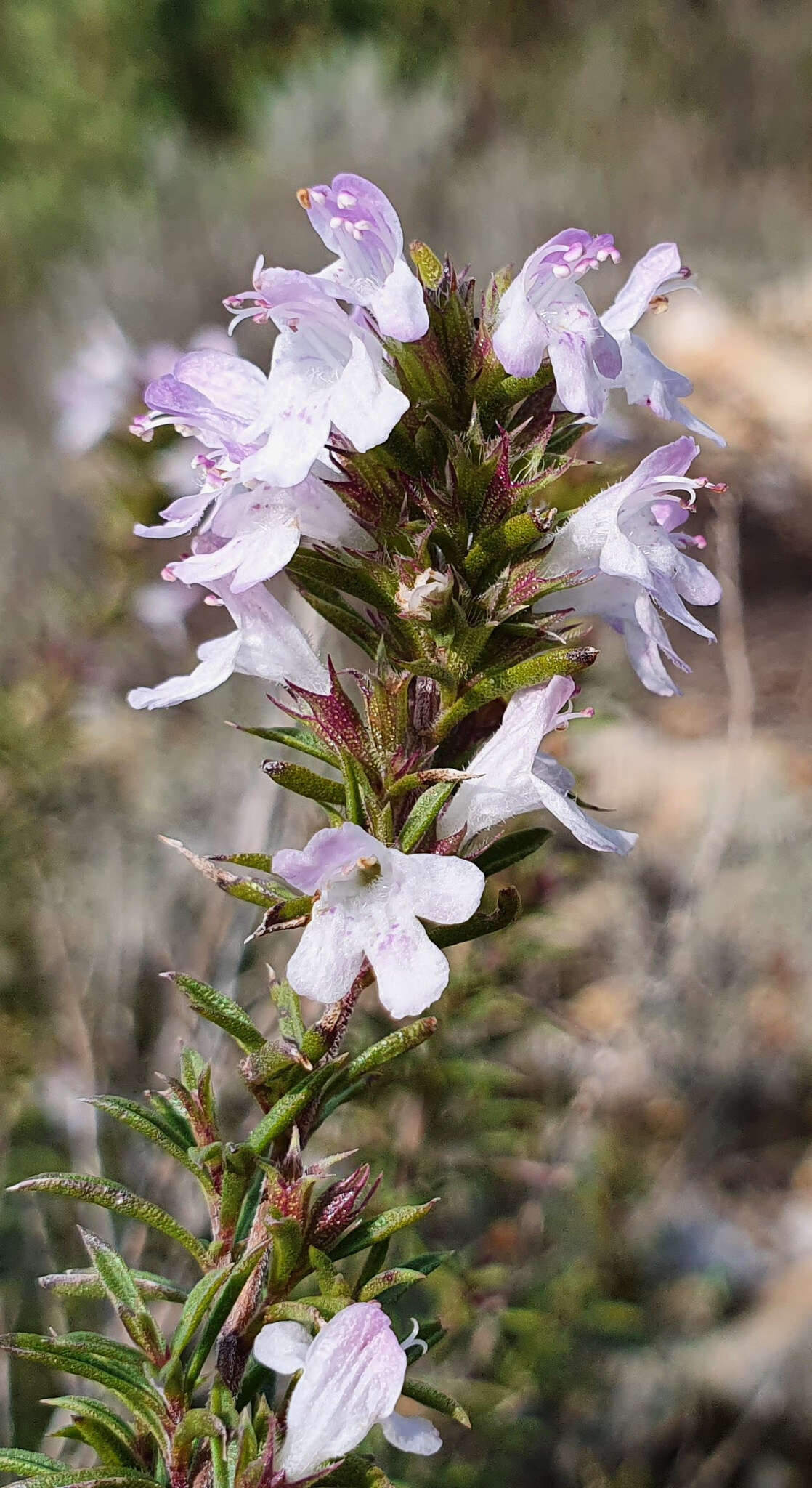 Image of perennial savory