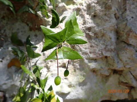 Image of Passiflora calcicola G. R. Proctor