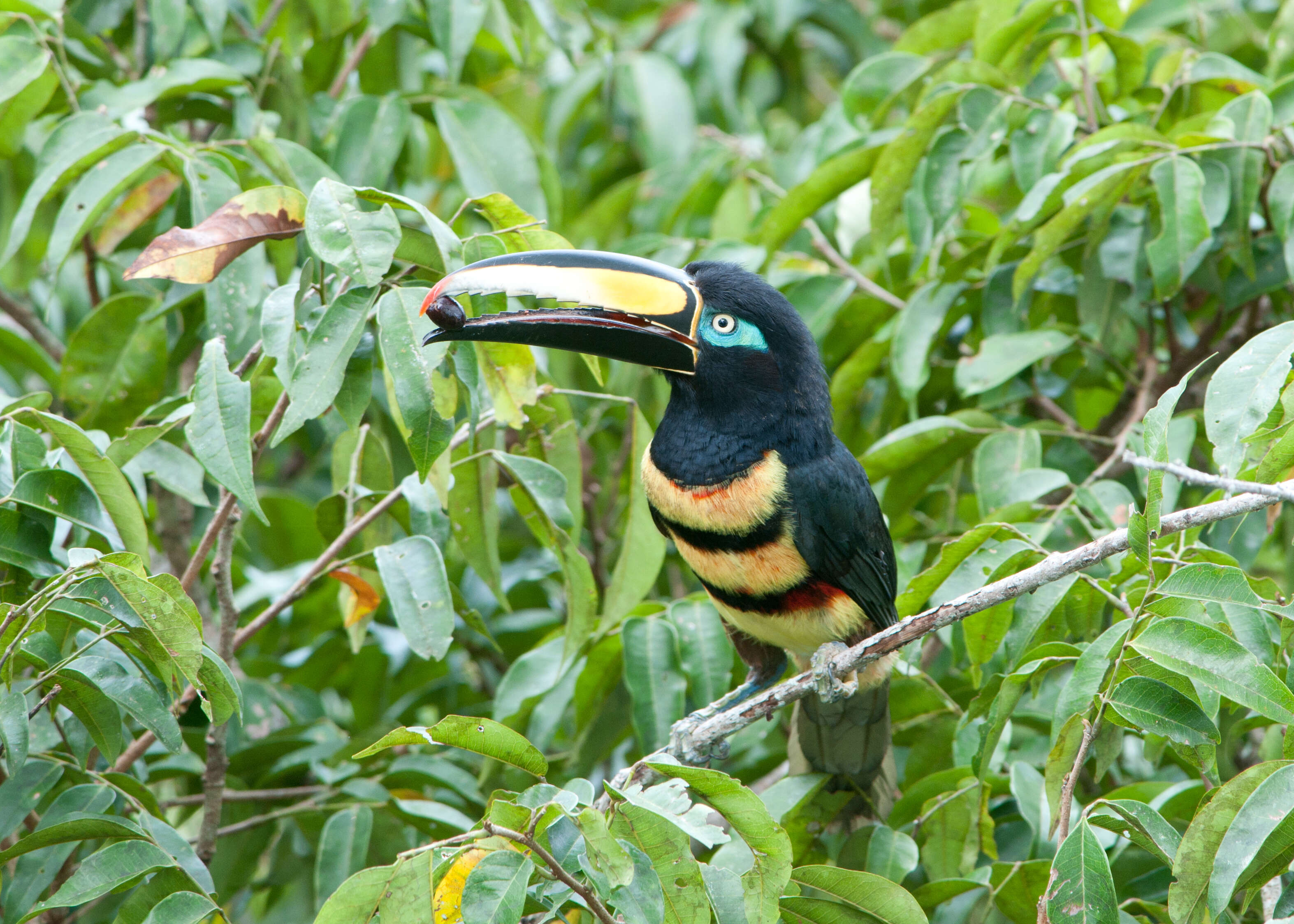 Image of Many-banded Aracari