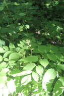 Image de Aralia continentalis Kitag.