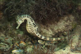 Image of Big-belly Seahorse