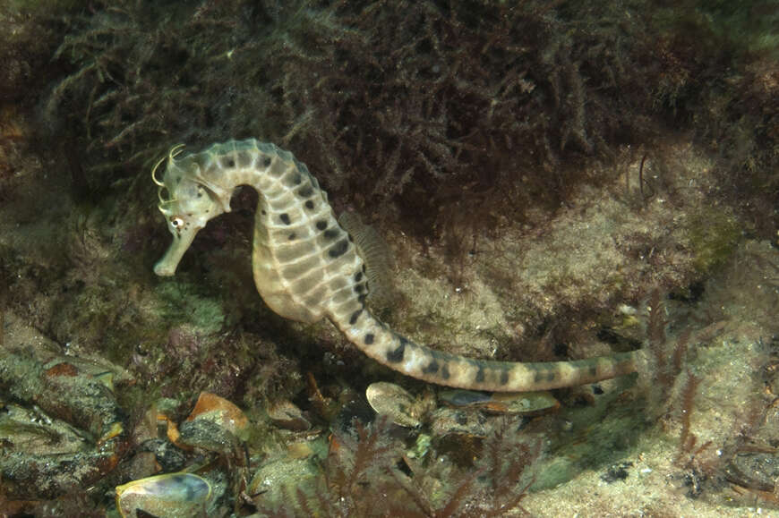 Image of Big-belly Seahorse