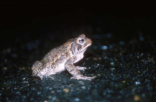 Image of Fowler's Toad