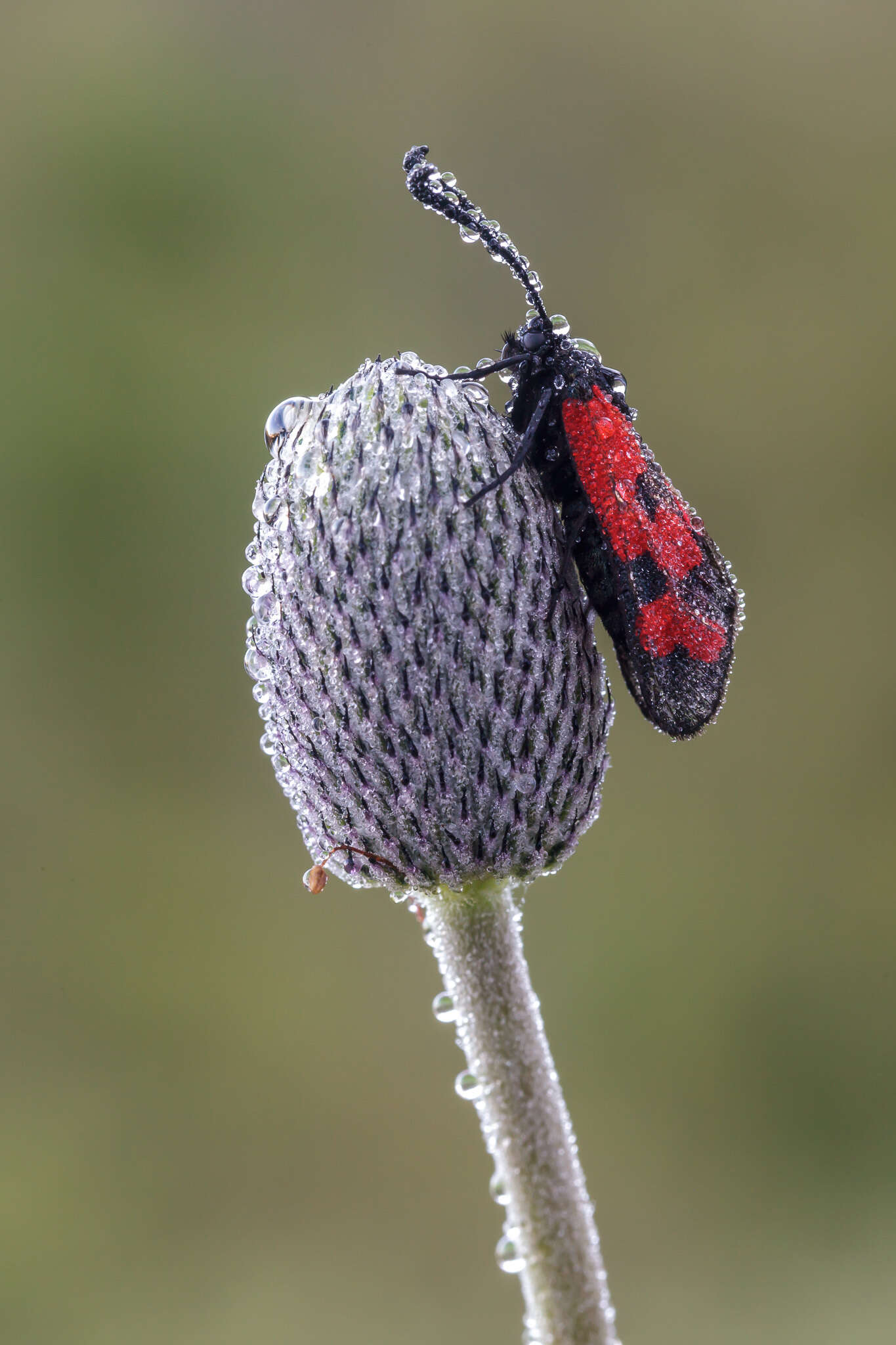 Image of Zygaena graslini Lederer 1855