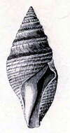 صورة Bathytoma viabrunnea (Dall 1889)
