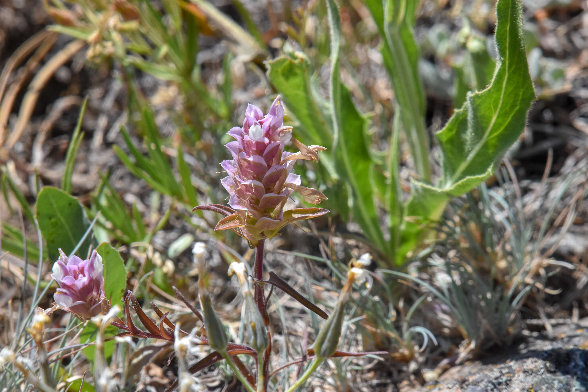 Image of Copeland's owl's-clover