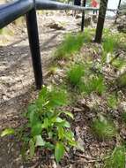 Image of Atlantic goldenrod