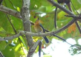 Image de Gobemouche des mangroves