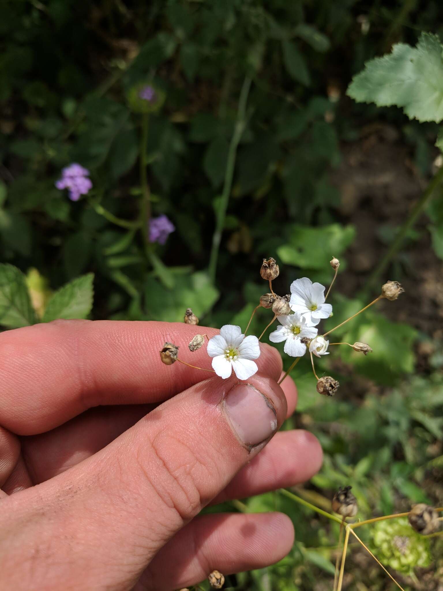 Слика од Gypsophila elegans M. Bieb.