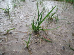 Image of Annual Meadow Grass