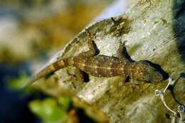 Image of Boettger's Wall Gecko