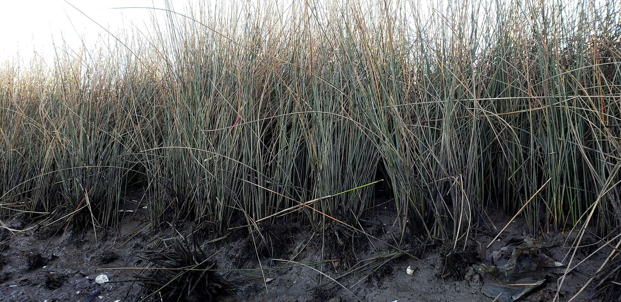 Image of needlegrass rush