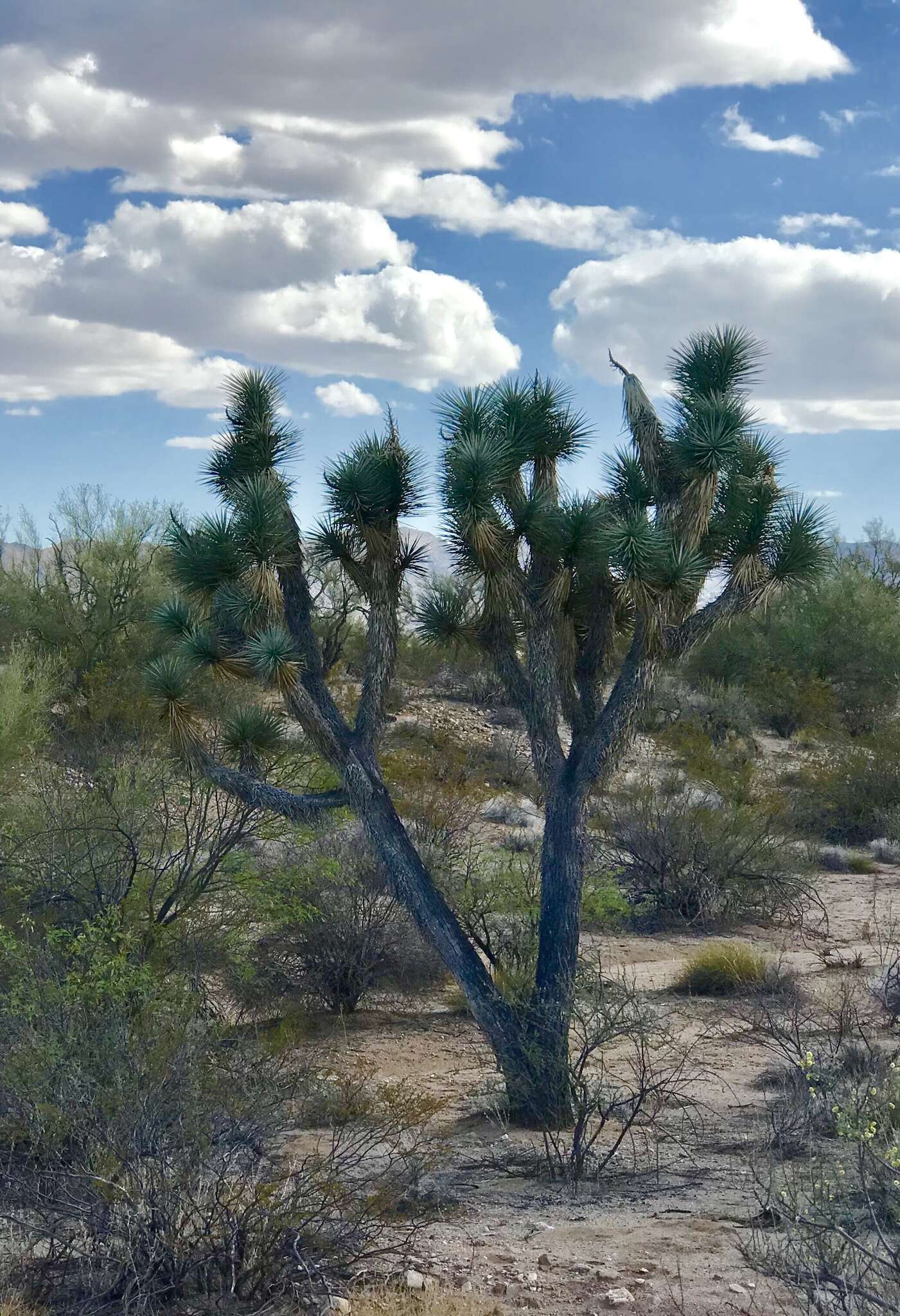 Image of Joshua tree