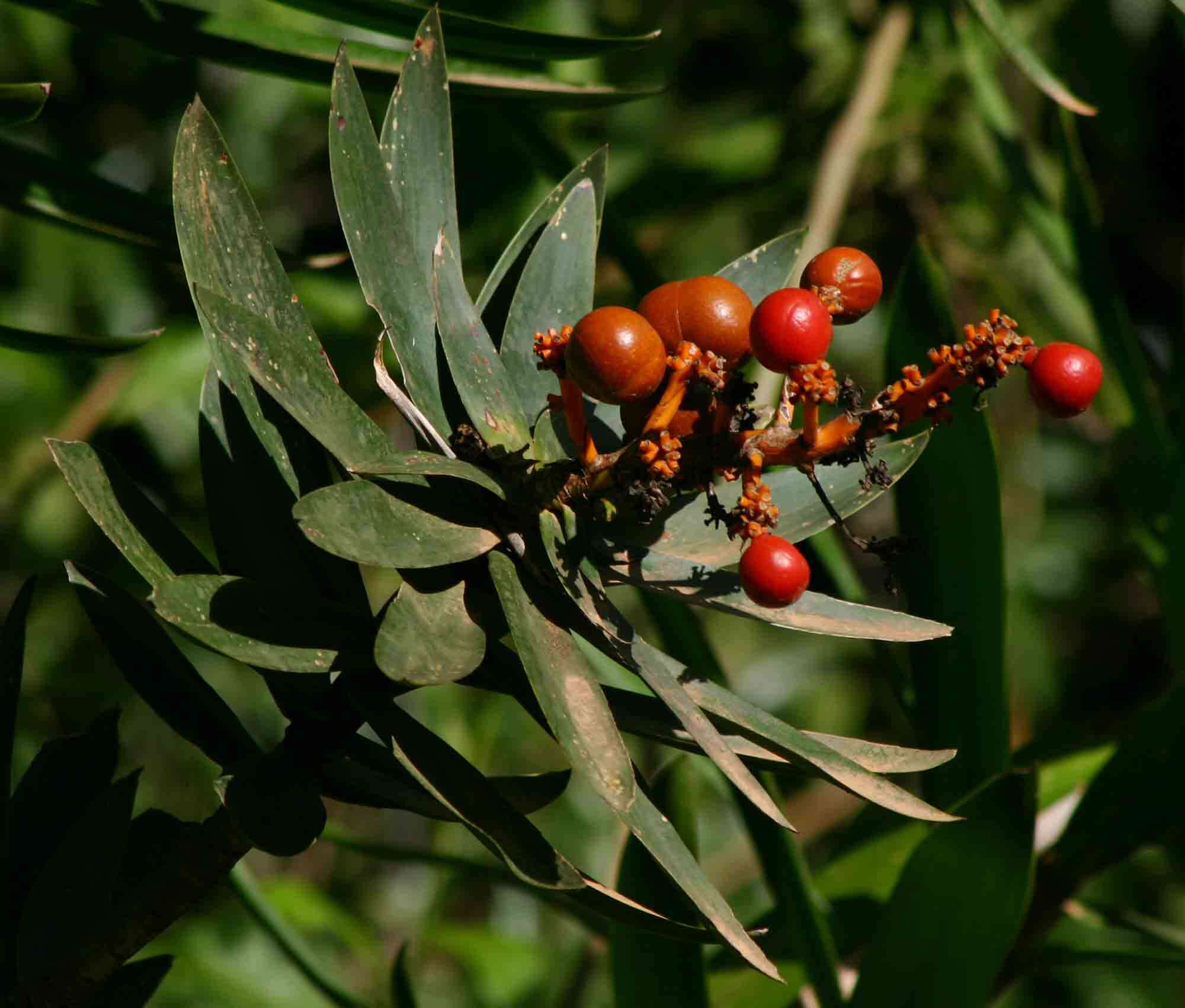 Image of Small-leaved dragon tree