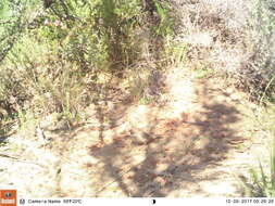 Image of Protea Canary