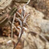 Слика од Haworthia turgida Haw.