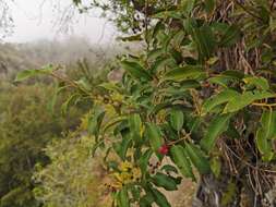 Image of Agarista salicifolia (Lam.) G. Don