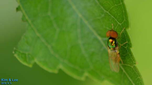 Image of Soldier fly