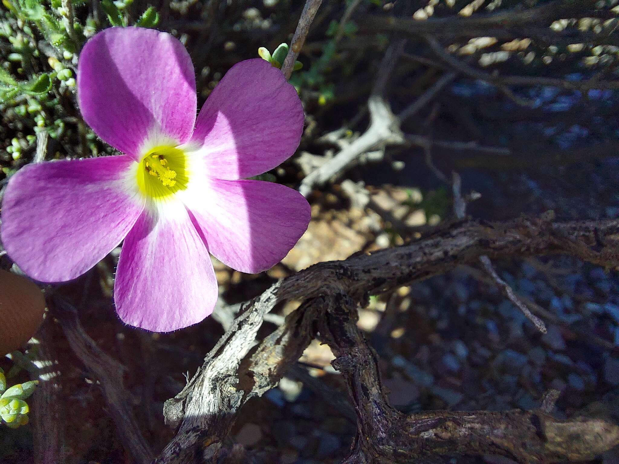 Sivun Oxalis campylorhiza Salter kuva