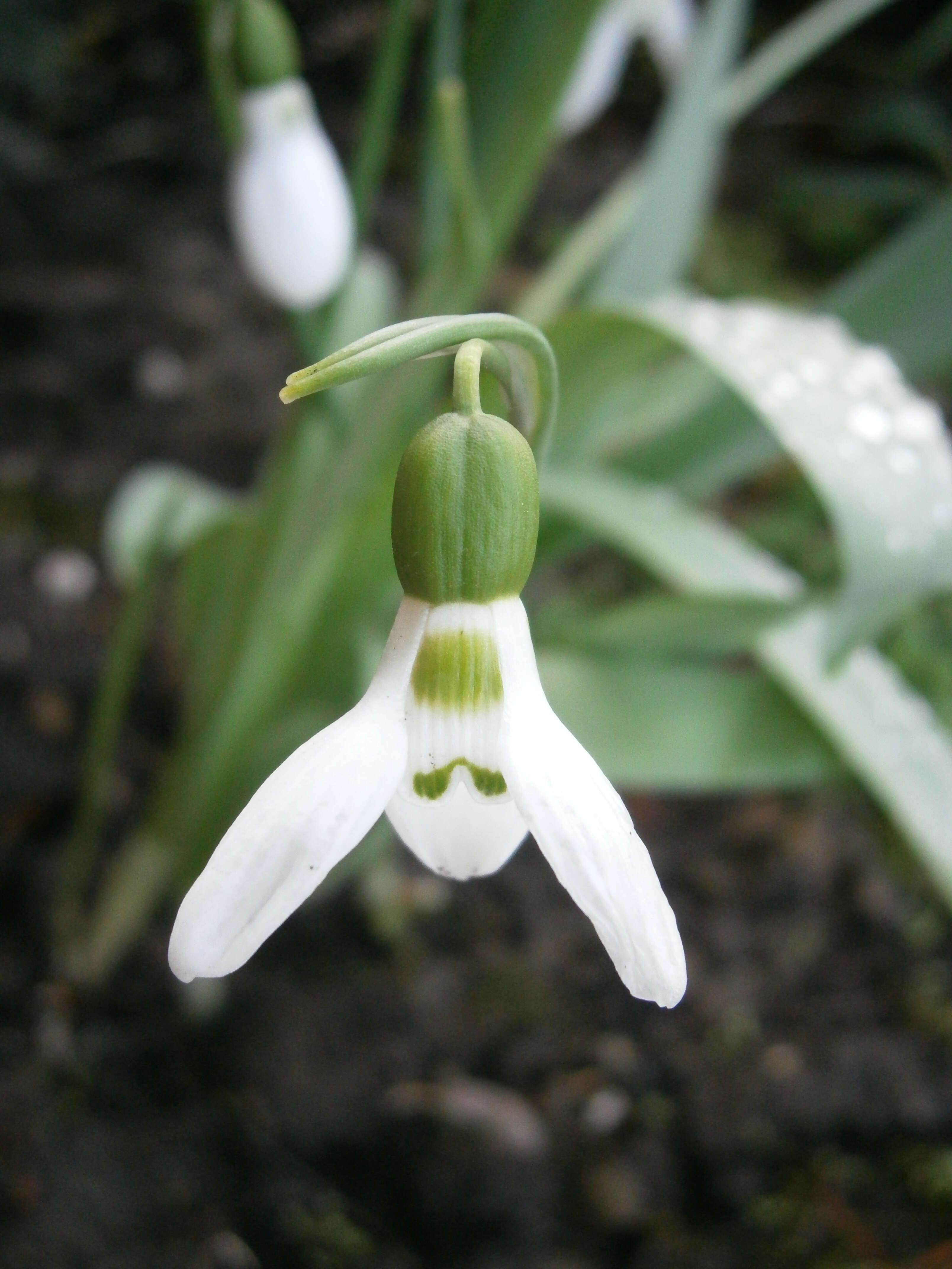 Image of giant snowdrop