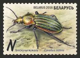 Image of Ground Beetle