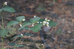 Image of flytrap dogbane