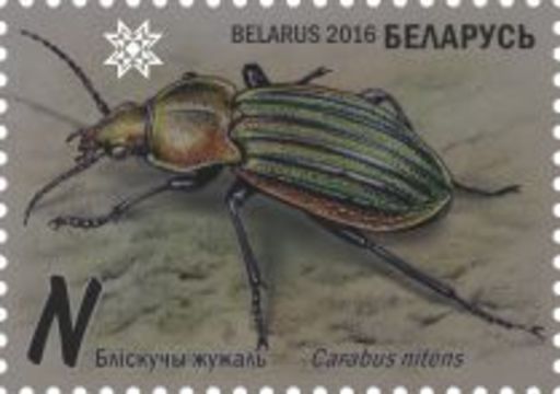 Image of Ground Beetle