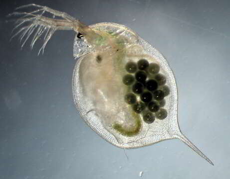 Image of Daphnia (Ctenodaphnia) magna Straus 1820