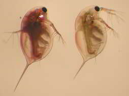 Image of Pasteuria ramosa