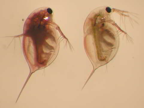 Image of Pasteuria ramosa